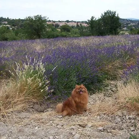 Dom L' Argo